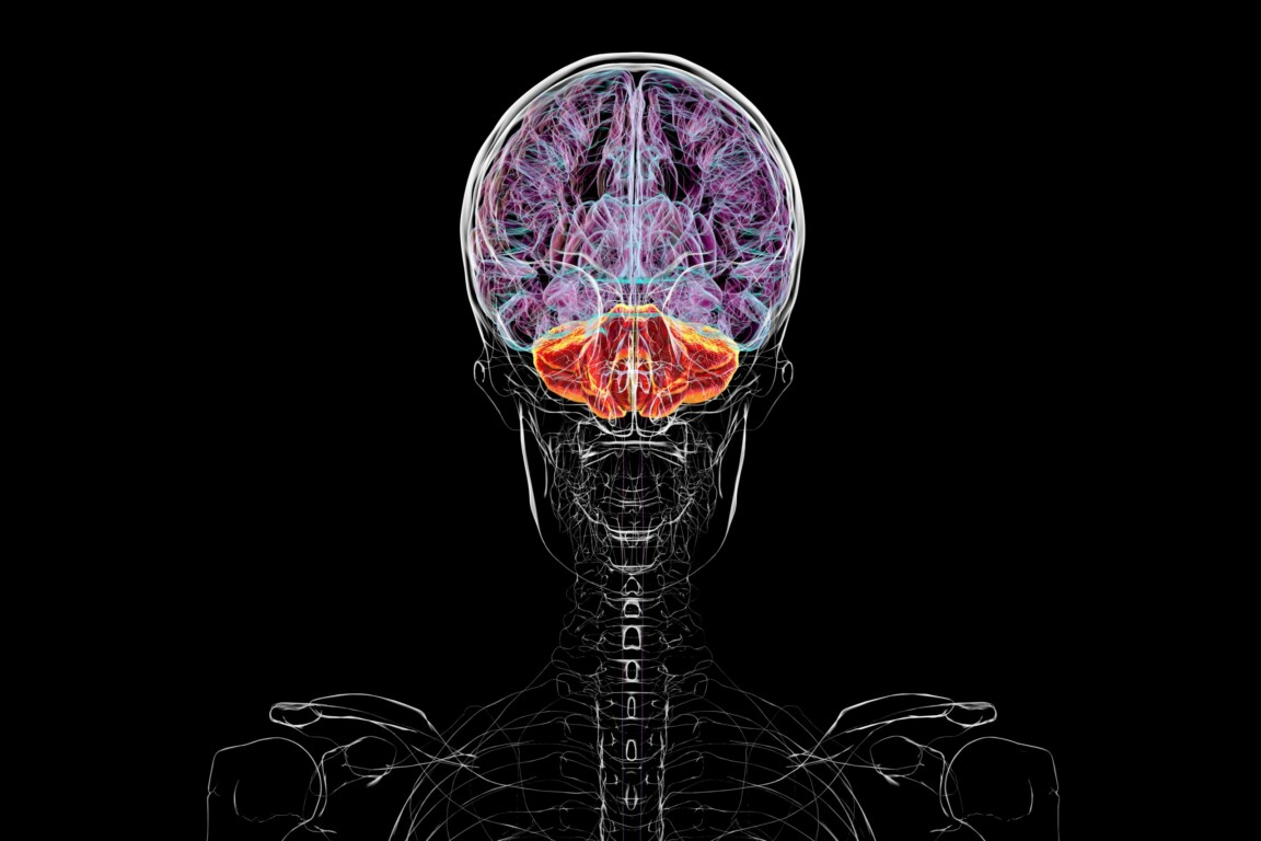 Human brain with highlighted cerebellum.