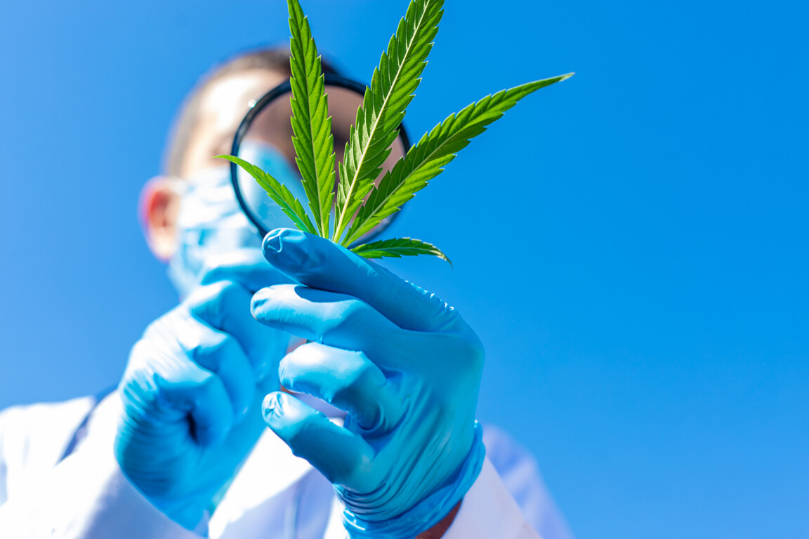 Medical cannabis