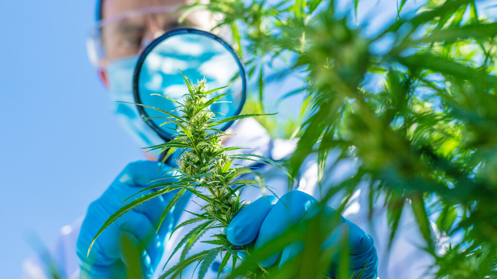 Medical cannabis