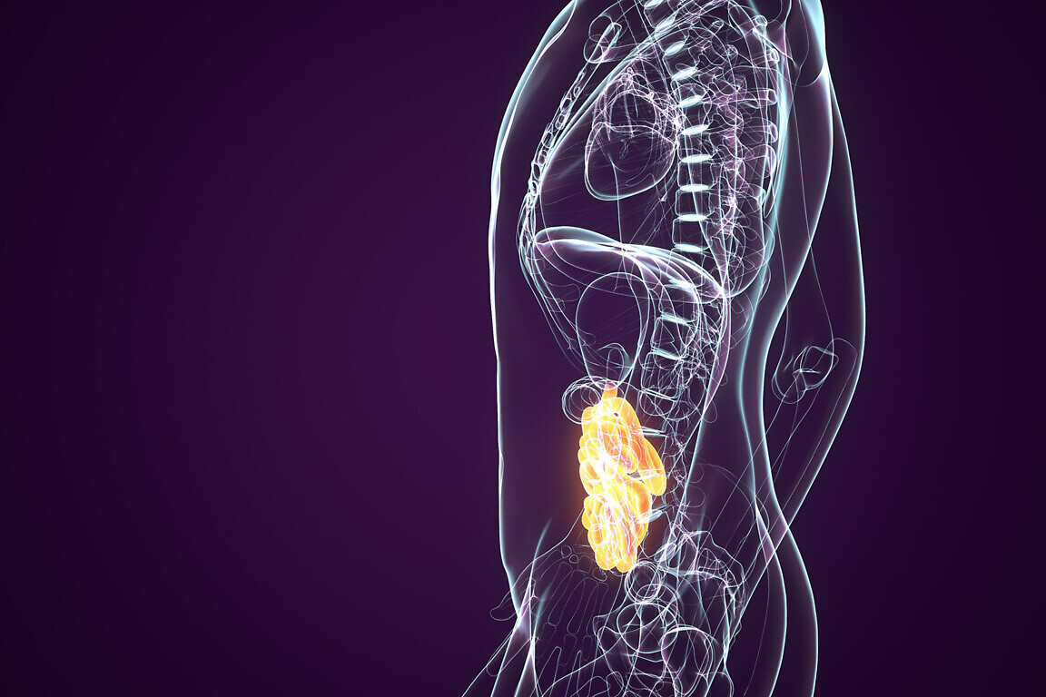 3d rendered medically accurate illustration of the small intestine