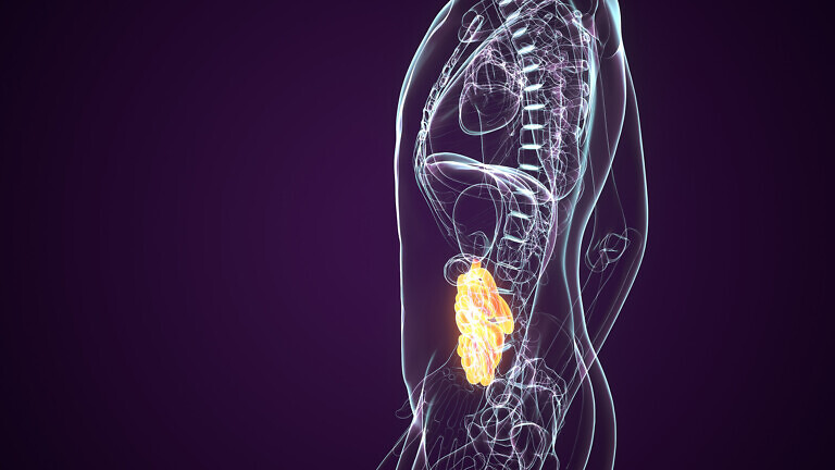 3d rendered medically accurate illustration of the small intestine