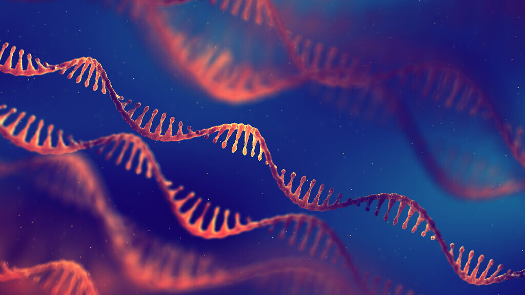 mRNA vaccine research. Single strand ribonucleic acid (RNA) mole