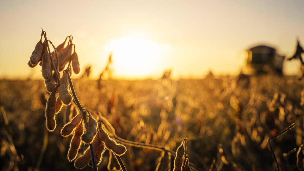 Soybean plantation