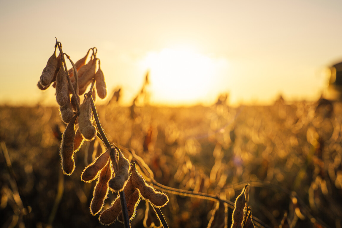 Soybean plantation