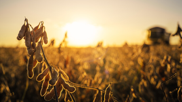 Soybean plantation