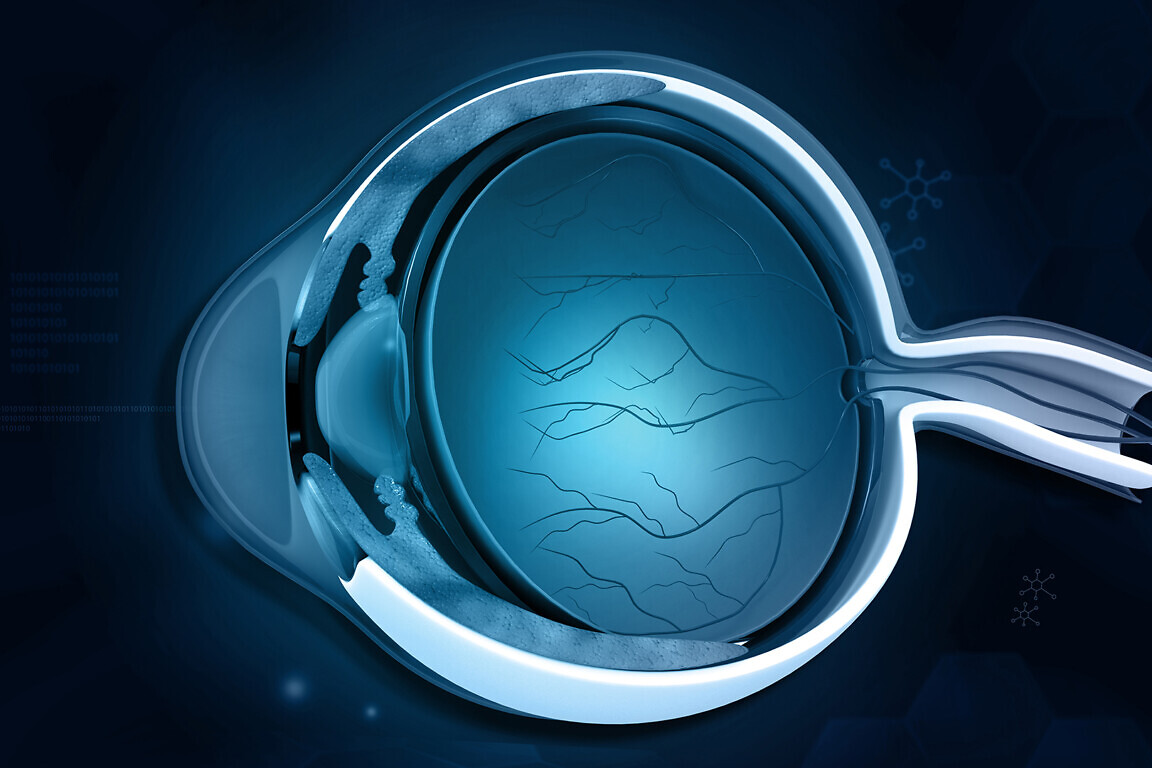 Human eye cross section anatomy