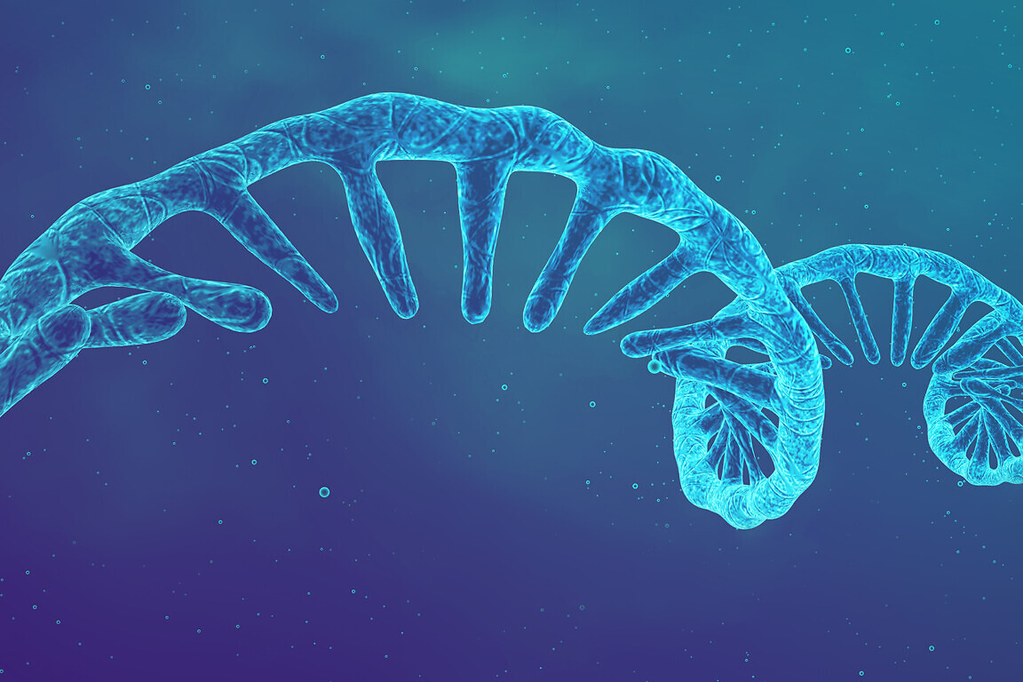 mRNA vaccine research. Single strand ribonucleic acid (RNA) mole