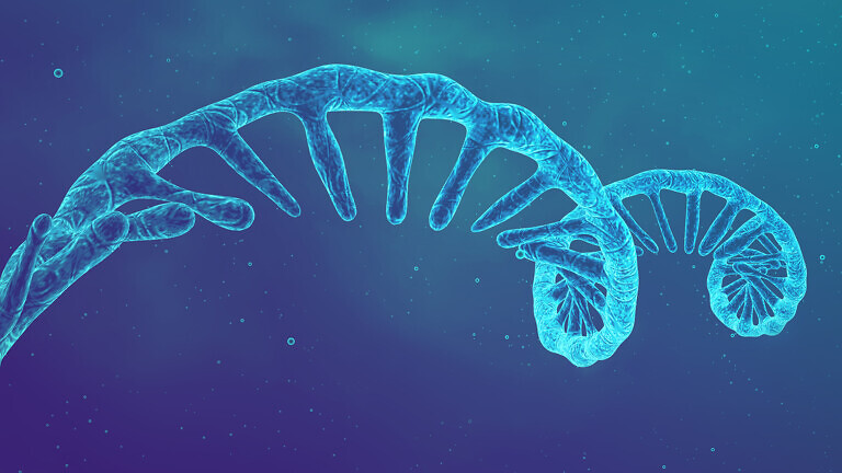 mRNA vaccine research. Single strand ribonucleic acid (RNA) mole