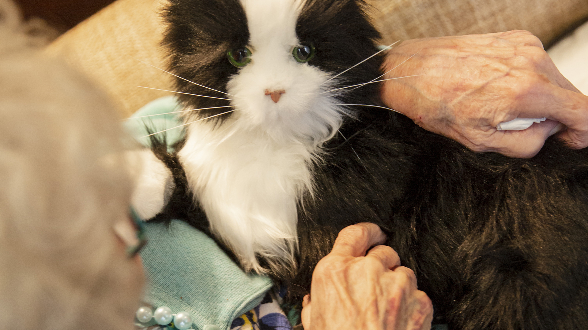 The serious side of robotic companion pets